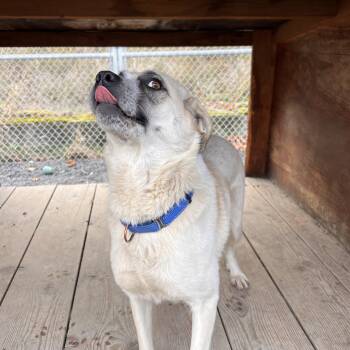 Rescue Anatolian Shepherd Dogs for Adoption in Moscow, Idaho - Hazel | PetCurious