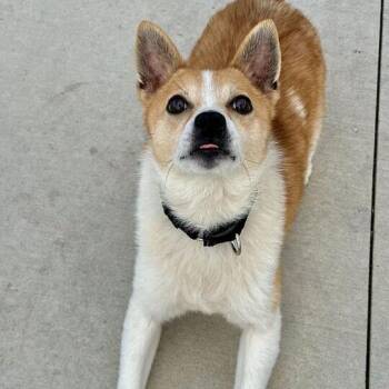 Mixed Breed Dogs Available for Adoption - Petey | PetCurious