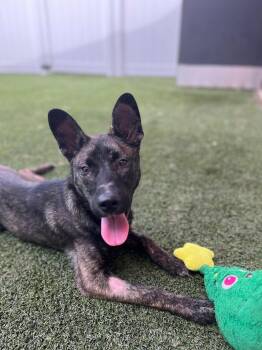 Rescue Belgian Shepherd Malinois Dogs for Adoption in Jefferson, Louisiana - Gracie | PetCurious