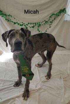 Great Dane Dogs Available for Adoption - Micah | PetCurious