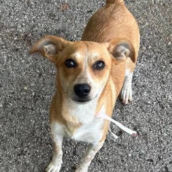 Queenie -  Basenji Dog for Adoption in Sequatchie, Tennessee - Queenie | PetCurious
