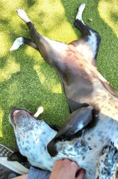 Australian Cattle Dog Blue Heeler Dogs Available for Adoption - Thalia | PetCurious