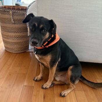 Sammy Sofa -  Mixed Breed Dog for Adoption in Savannah, Georgia - Sammy Sofa | PetCurious