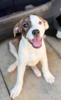 Margie -  Cattle Dog and Labrador Retriever Dog for Adoption in Fort Lupton, Colorado - Margie | PetCurious