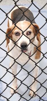 Rescue Foxhound Dogs for Adoption in Republic, Missouri - Dixie | PetCurious