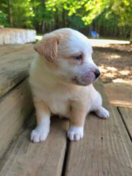 Rottweiler and German Shepherd Dog Dogs Available for Adoption in Wake Forest, North Carolina - Cypress | PetCurious