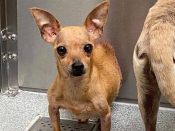EMMY -  Miniature Pinscher and Mixed Breed Dog for Adoption in Tustin, California - EMMY | PetCurious