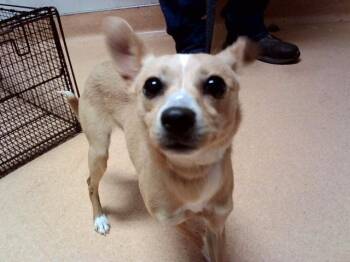 A1050100 -  Terrier and Mixed Breed Dog for Adoption in Martinez, California - A1050100 | PetCurious