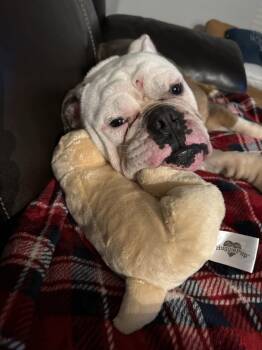 Harlem -  Bulldog Dog for Adoption in Nashville, Tennessee - Harlem | PetCurious