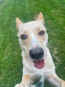Nova -  Labrador Retriever and Mixed Breed Dog for Adoption in Hillsboro, Ohio - Nova | PetCurious