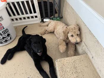 Pappy -  Goldendoodle Dog for Sale in St. Augustine, Florida - Pappy | PetCurious