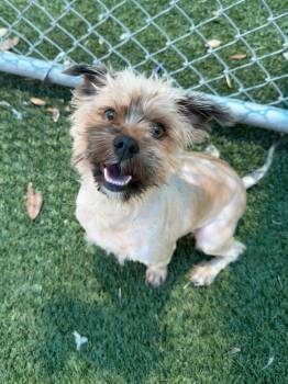 Chevy~FOSTER or FOSTER TO ADOPT NEEDED~ -  Cairn Terrier Dog for Adoption in Minneapolis, Minnesota - Chevy~FOSTER Or FOSTER TO ADOPT NEEDED~ | PetCurious