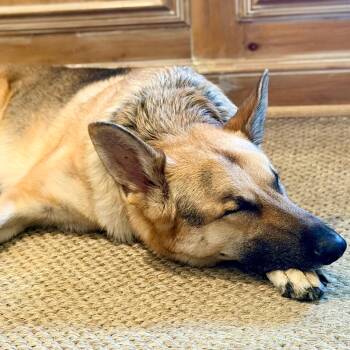 Jager -  German Shepherd Dog Dog for Adoption in Memphis, Tennessee - Jager | PetCurious