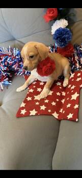 America -  Boston Terrier and Chihuahua Dog for Adoption in Cottonwood, California - America | PetCurious