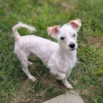 Rescue Schnauzer and Mixed Breed Dogs for Adoption in Houston, Texas - Shadow Jayden | PetCurious
