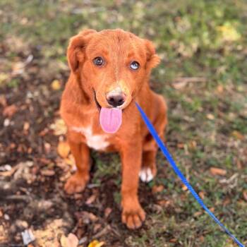 Ginger -  Terrier and Brittany Spaniel Dog for Adoption in San Diego, California - Ginger | PetCurious