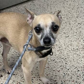 Jr -  Chihuahua Dog for Adoption in Philadelphia, Pennsylvania - Jr | PetCurious