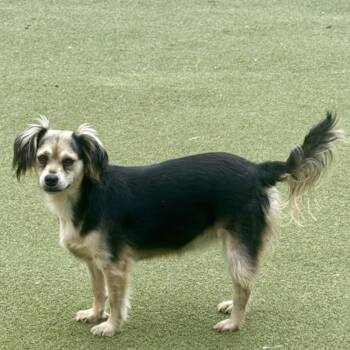 HARROW -  Terrier Dog for Adoption in Norwalk, Connecticut - HARROW | PetCurious