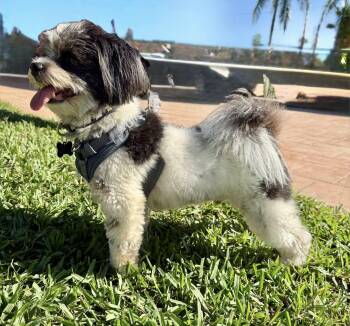 Rescue Shih Poo Dogs for Adoption in Cape Coral, Florida - Oreo | PetCurious