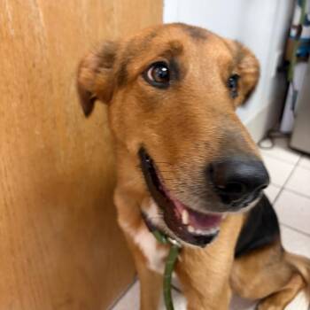 Sable -  Mixed Breed Dog for Adoption in Charleston, West Virginia - Sable | PetCurious