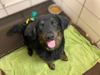 Australian Shepherd and Mixed Breed Dogs Available for Adoption in Fort Wayne, Indiana - BOSTON | PetCurious