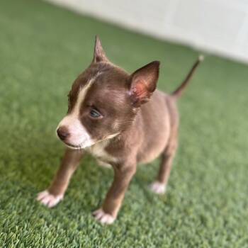 Rescue Mixed Breed Dogs for Adoption in Loxahatchee Groves, Florida - Ebony 0419 | PetCurious