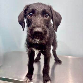 Border Collie and Mixed Breed Dogs Available for Adoption in Portland, Oregon - Crush | PetCurious