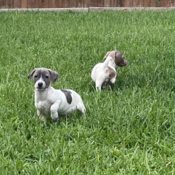 Charlie Brown -  Chihuahua Dog for Adoption in San Antonio, Texas - Charlie Brown | PetCurious
