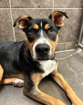 Rescue Rottweiler and Cattle Dog Dogs for Adoption in Midland, Texas - Abacus | PetCurious
