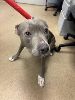 Broomstick -  Mixed Breed Dog for Adoption in Chamblee, Georgia - Broomstick | PetCurious