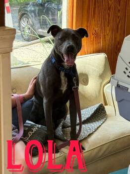 Rescue Labrador Retriever Dogs for Adoption in Rutherfordton, North Carolina - Tiana (Lola) | PetCurious