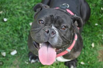 Bulldog Dogs Available for Adoption in Union Gap, Washington - Yzma | PetCurious