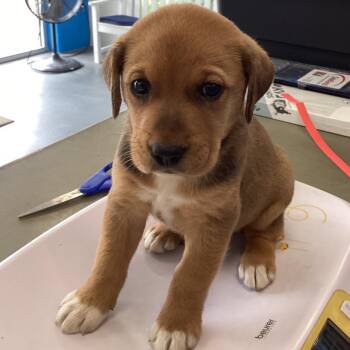 Ocean -  Shepherd and Mixed Breed Dog for Adoption in Montgomery, Alabama - Ocean | PetCurious