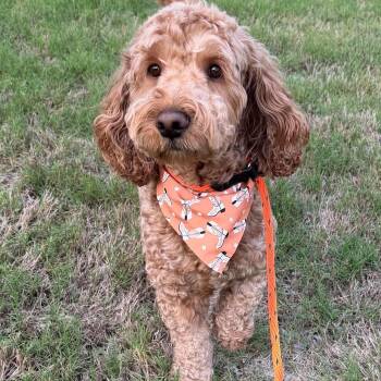 Standard Poodle and Goldendoodle Dogs Available for Adoption in Kaufman, Texas - BRUNO Doodle | PetCurious