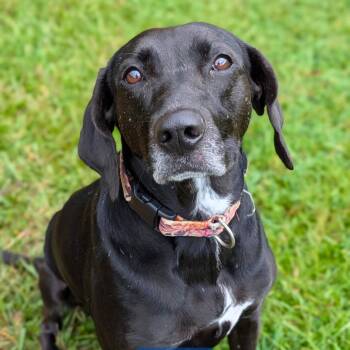 Phoebe 09-1747 -  Hound Dog for Adoption in Covington, Georgia - Phoebe 09-1747 | PetCurious