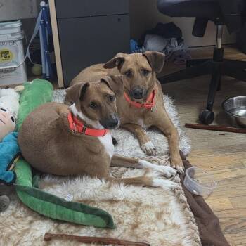 Reuben on Rye -  Mixed Breed Dog for Adoption in Baltimore, Maryland - Reuben On Rye | PetCurious