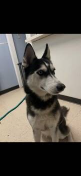 Siberian Husky Dogs Available for Adoption - SNOW | PetCurious