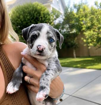 Eden -  American Staffordshire Terrier Dog for Adoption in Long Beach, New York - Eden | PetCurious