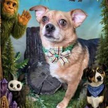 Winnie -  Chihuahua Dog Available for Adoption in Winchester, Kentucky - Winnie | PetCurious