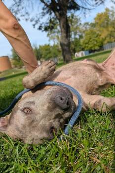Gingham -  Pit Bull Terrier Dog for Adoption in Chicago, Illinois - Gingham | PetCurious