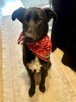 Labrador Retriever Dogs Available for Adoption - Mary Winchester | PetCurious