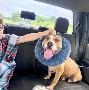 Ruger -  American Staffordshire Terrier Dog for Adoption in Junction City, Kentucky - Ruger | PetCurious