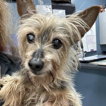 Whiskers -  Yorkshire Terrier Dog for Adoption in Newark, New Jersey - Whiskers | PetCurious