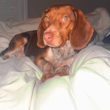 Beagle and Dachshund Dogs Available for Adoption - Copper | PetCurious