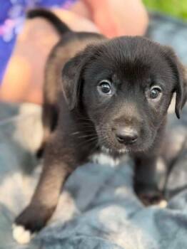 Emma  copy #2 -  Labrador Retriever and Terrier Dog for Adoption in Saugus, Massachusetts - Emma  Copy #2 | PetCurious