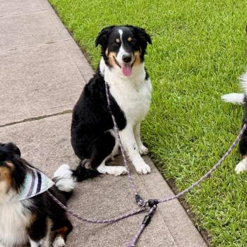 Ziti -  Border Collie Dog for Adoption in The Woodlands, Texas - Ziti | PetCurious