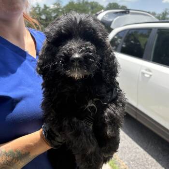 Michael -  Poodle and Sheep Dog Dog for Adoption in Jefferson City, Tennessee - Michael | PetCurious