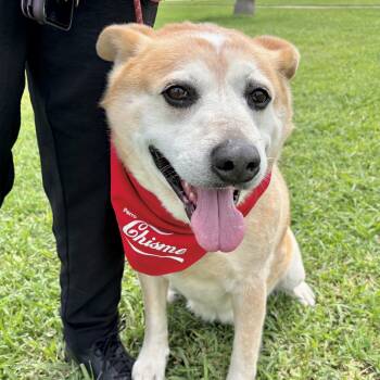 Hank Jones -  Australian Cattle Dog Blue Heeler and Retriever Dog for Adoption in Corpus Christi, Texas - Hank Jones | PetCurious