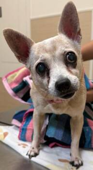 Chihuahua and Mixed Breed Dogs Available for Adoption - Hoku | PetCurious