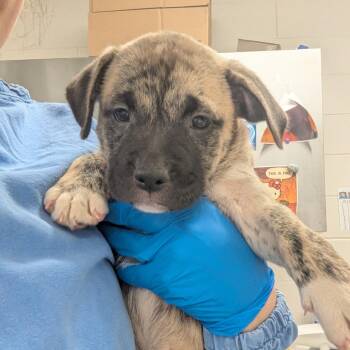 Atalanta -  Pit Bull Terrier and German Shepherd Dog Dog for Adoption in Indianapolis, Indiana - Atalanta | PetCurious